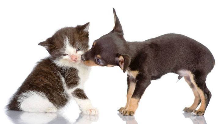 puppy giving a kitten a kiss
