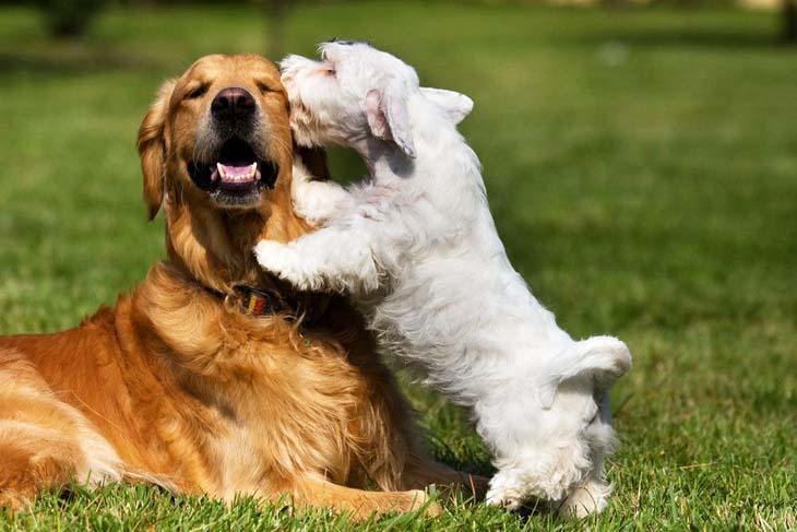 puppy can't resist giving his pal a kiss
