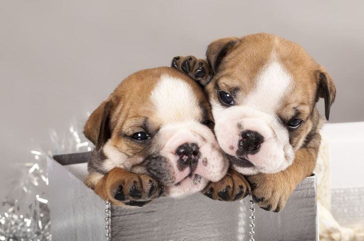 english bulldog puppies popping out of a box