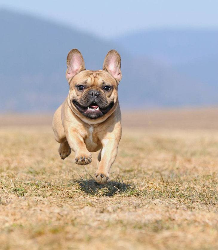 french bulldog puppy running in a field