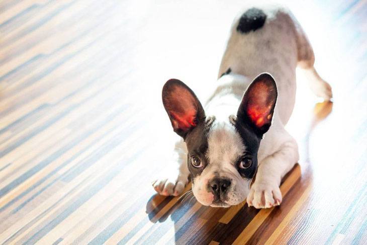french bulldog puppy waiting for you to throw the ball
