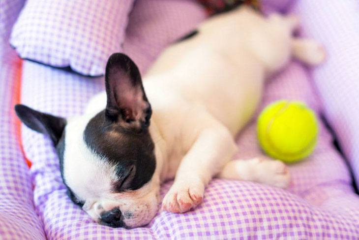 english bulldog puppy taking a nap