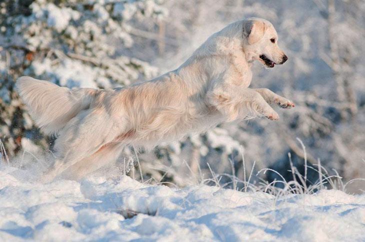 golden retriever loving the snow