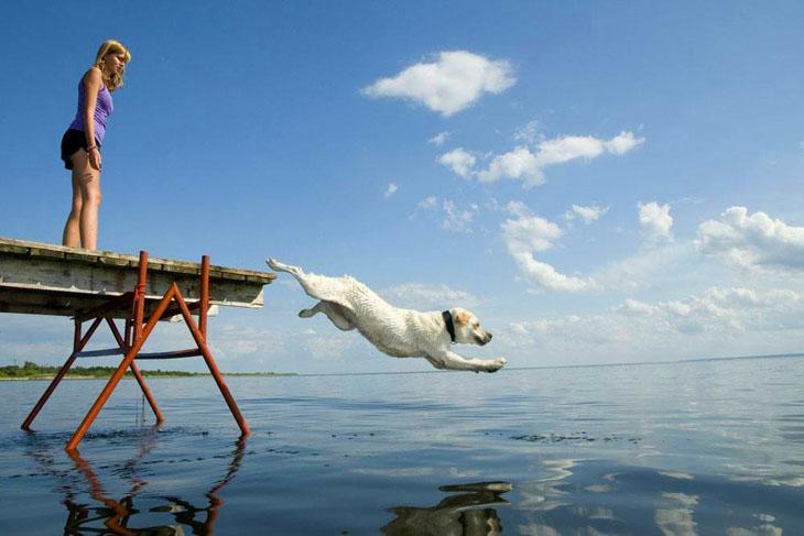 golden retriever taking a swim