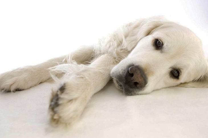 golden retriever taking a nap