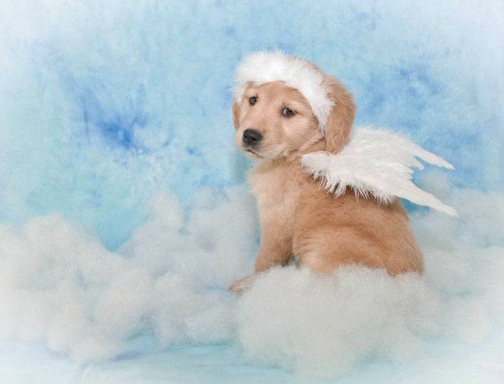 golden retriever puppy wearing angel wings