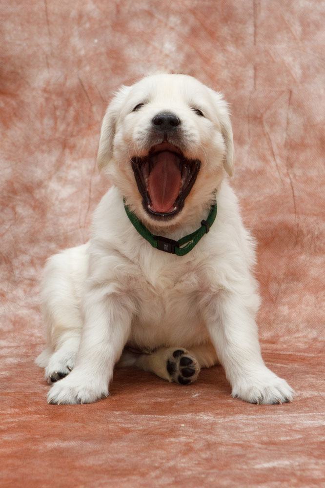 golden retriever yawning