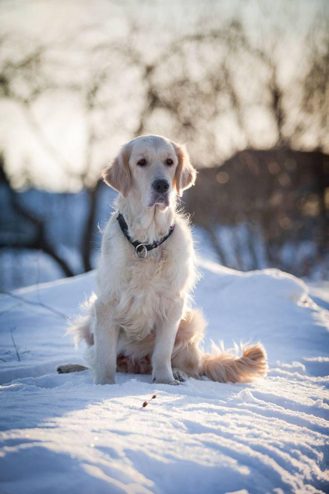 golden retriever enjoying the winter snow