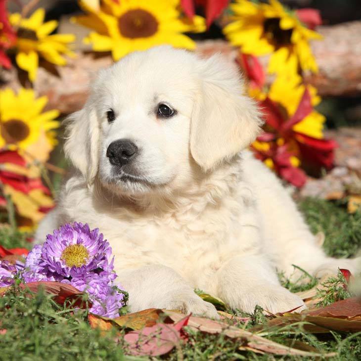 this golden retriever puppy knows it's cute