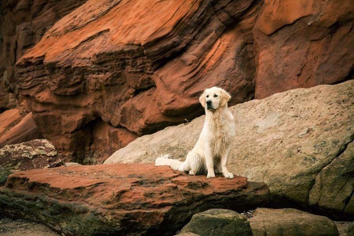 golden retriever enjoying the outdoors