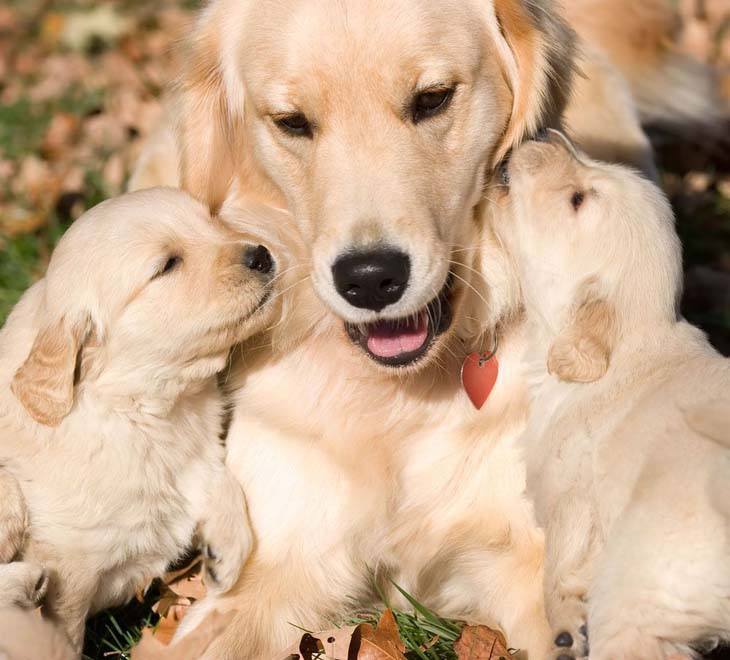 golden retriever mother with pups