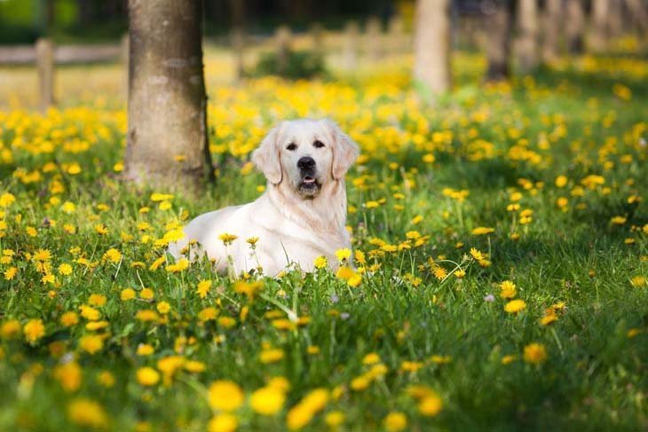 golden retriever out in nature