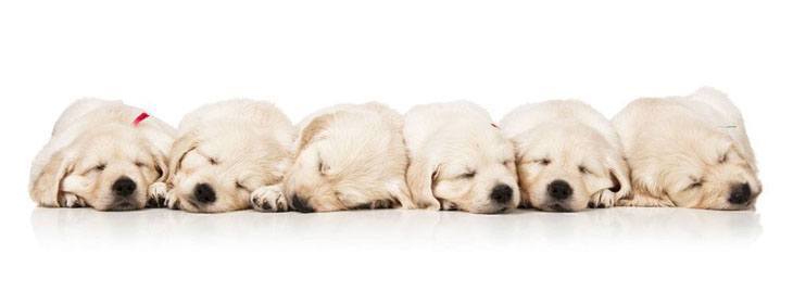 sleeping golden retriever puppies