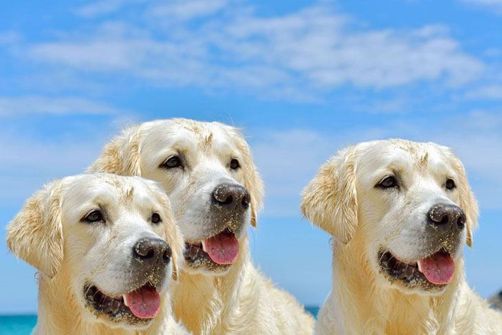 three golden retrievers can't wait to get back into the water