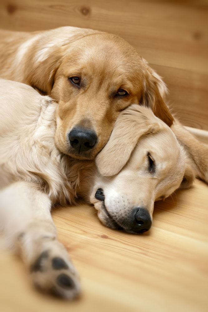 two golden retrievers taking a nap