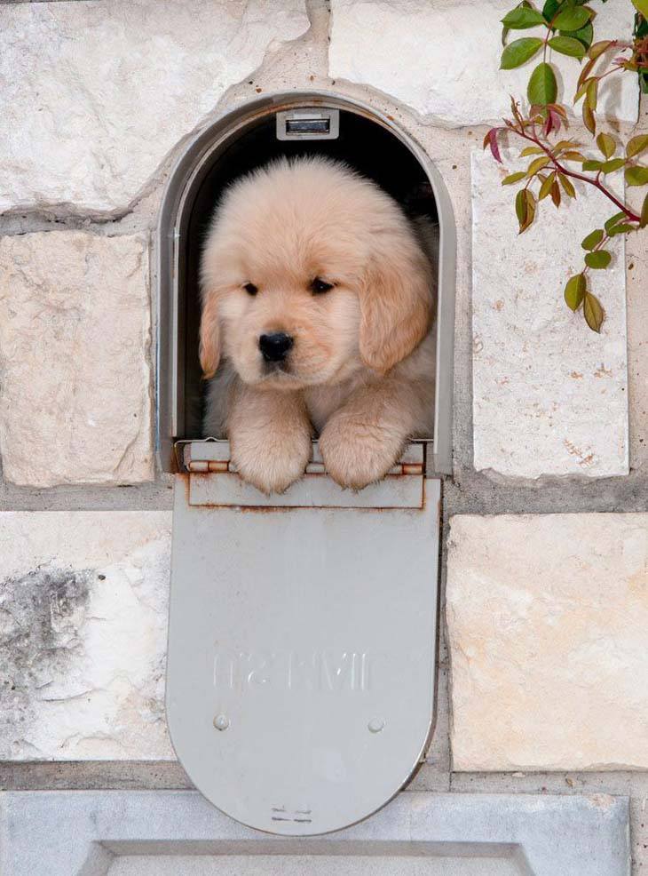 cute golden retriever puppy posing in a mail box