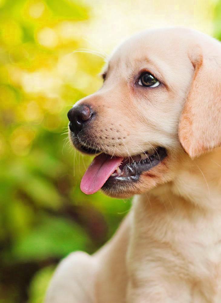 cute golden retriever puppy