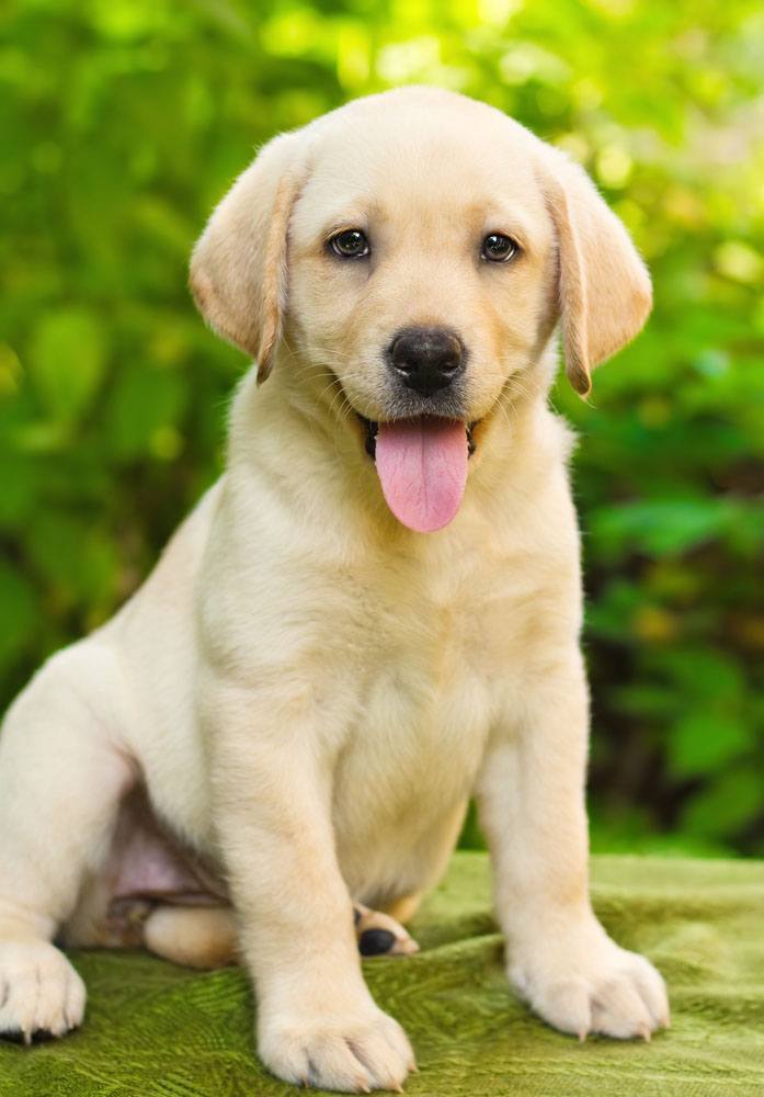 adorable golden retriever puppy chillin out