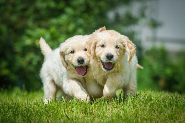 two friendly golden retriever puppies