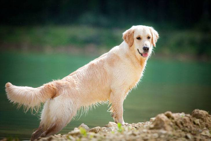 golden retriever striking a pose by a lake