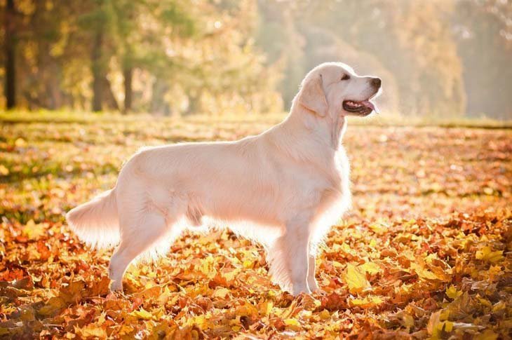 cream colored golden retriever enjoying a fall day