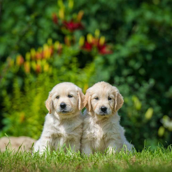 two golden retriever puppies hoping to find a playmate