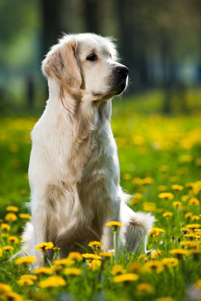 golden retriever in a meadow full of flowers