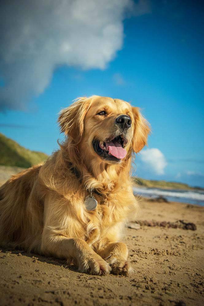 golden retriever waiting to go for a swim