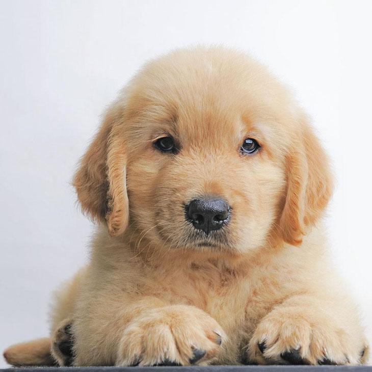 golden retriever puppy staring