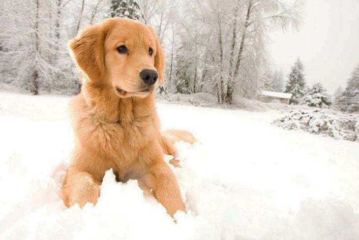 golden retriever out playing in the snow