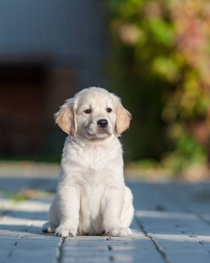 golden retriever puppy looking for something to retrieve