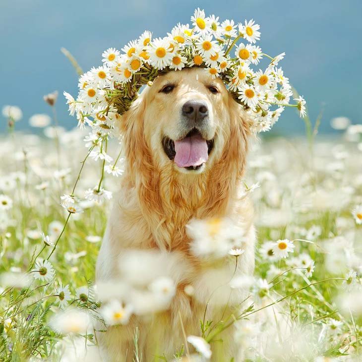 golden retriever with flowers in it's hair
