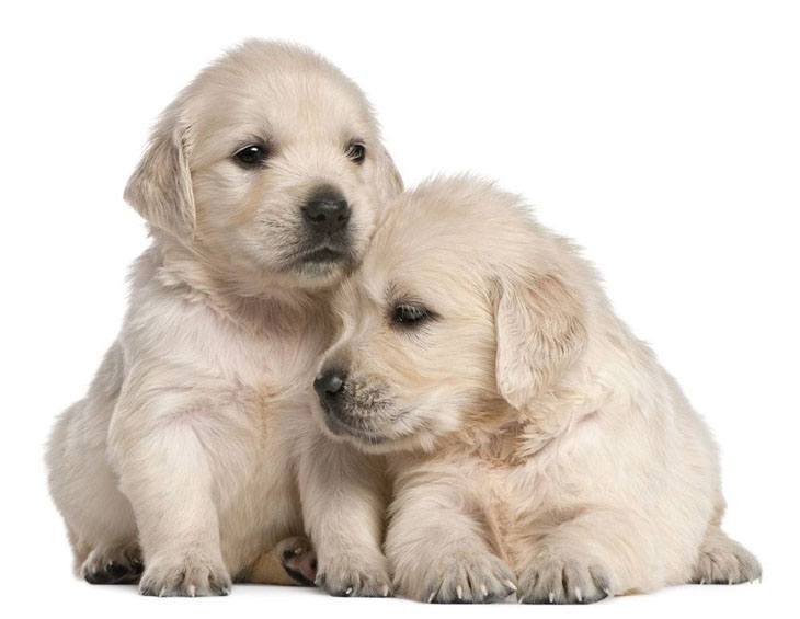 two golden retriever puppies that miss their mommy