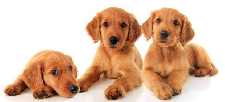 three bored golden retriever puppies