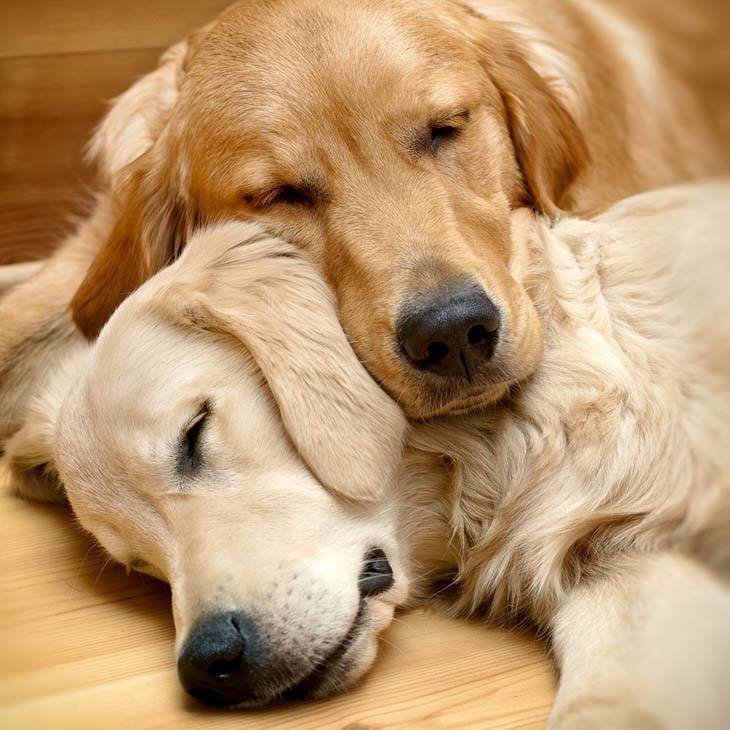 two golden retrievers tuckered out