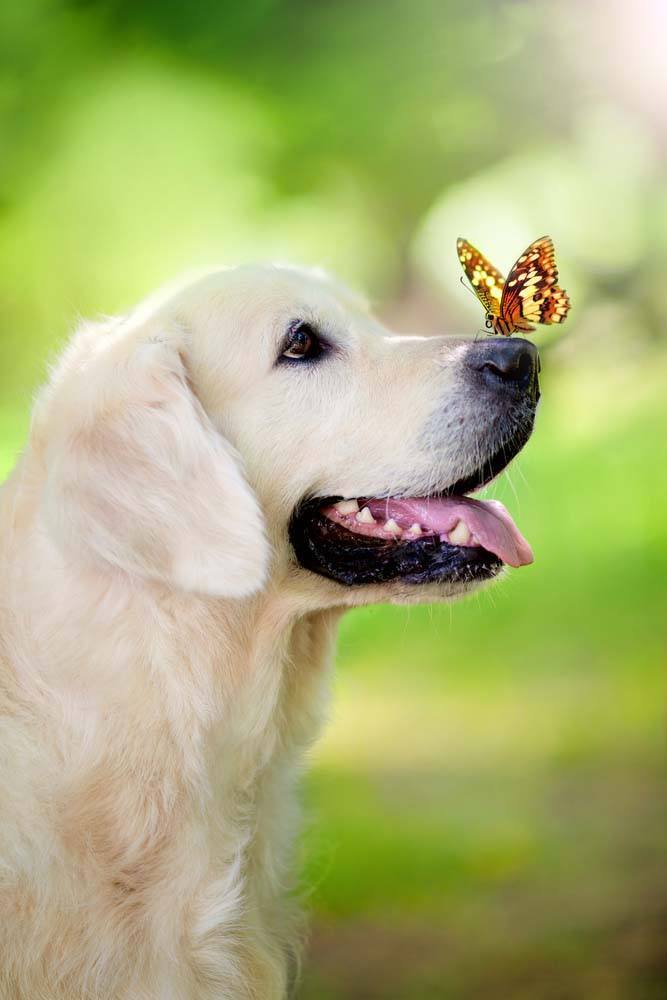 golden retriever with butterfly on it's nose