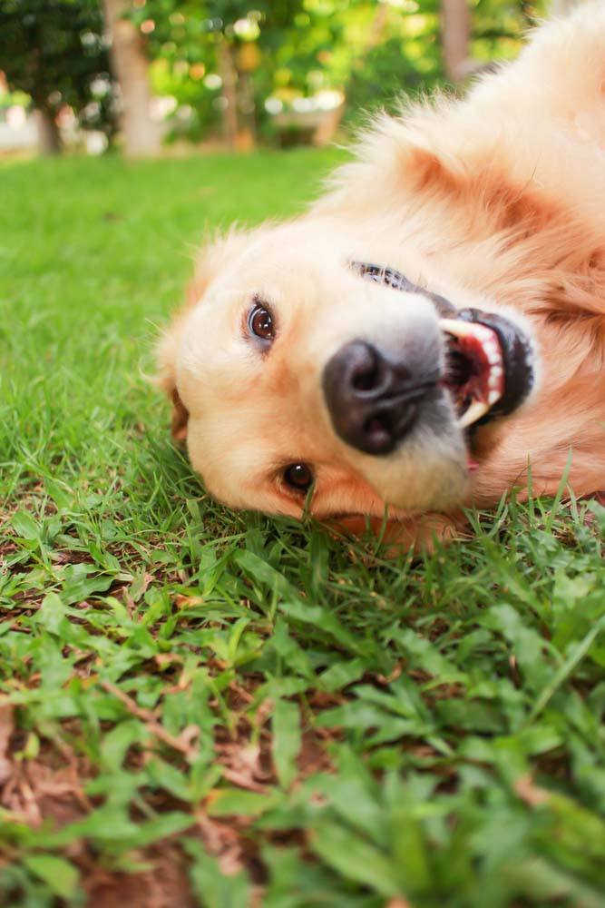 golden retriever laying in the grass