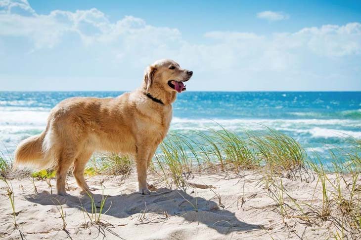 golden retriever at the beach