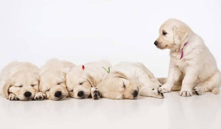 sleeping golden retriever puppies