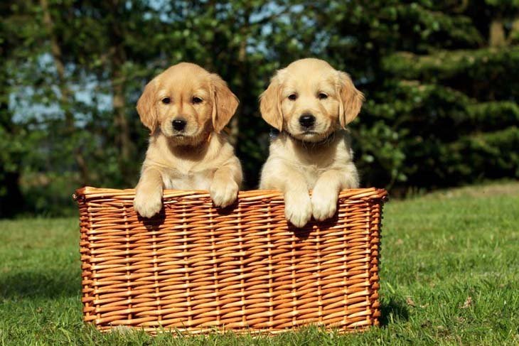 a basketfull of fun loving golden retriever puppies