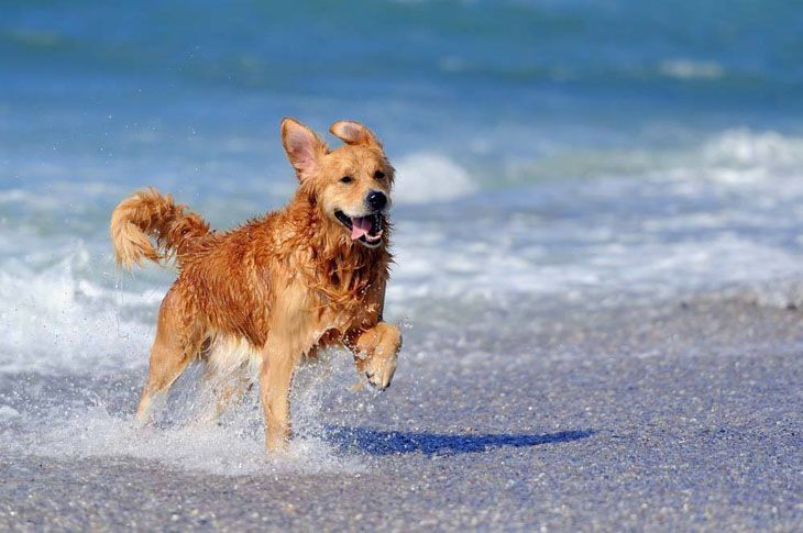 golden retriever running on the beach