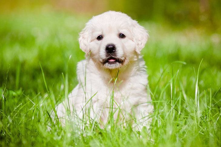 golden retriever puppy looking for adventure