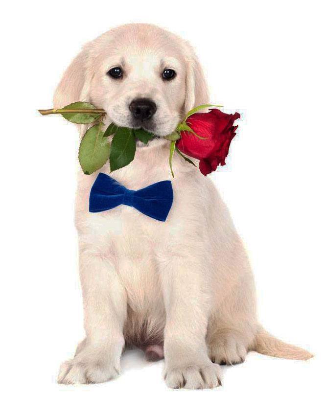 golden retriever puppy holding a flower