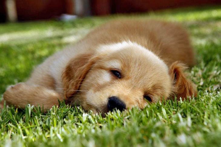 golden retriever laying in the grass