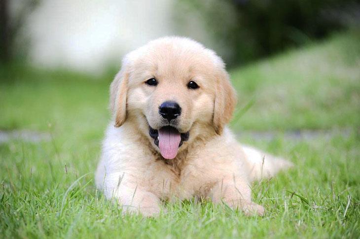 golden retriever puppy taking a break after a long run