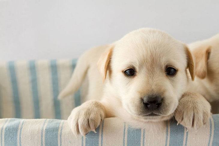 golden retriever puppy ready to play