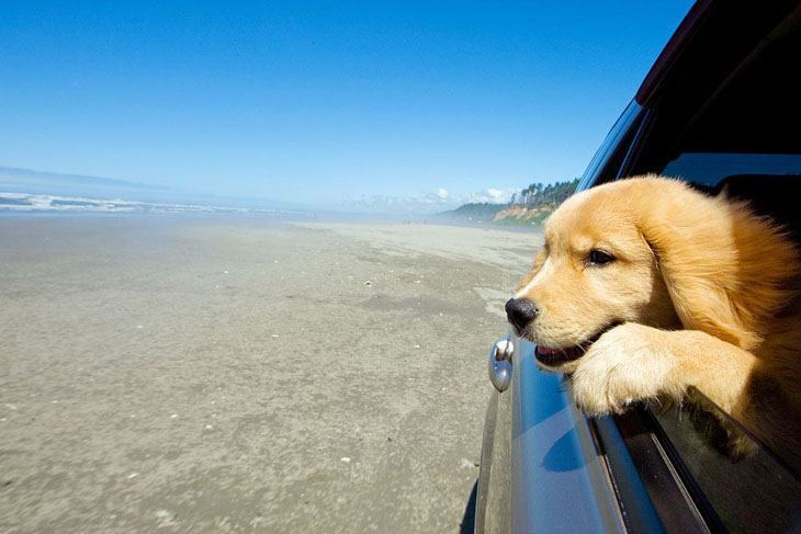 golden retriever enjoying a road trip