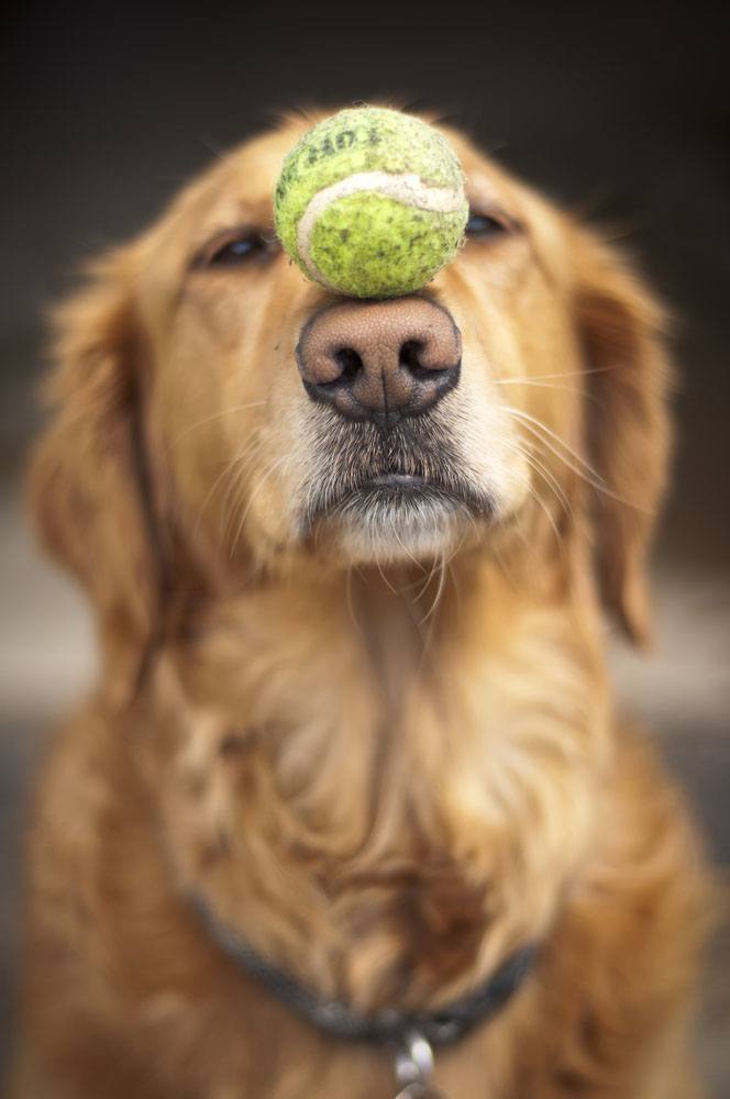 golden retriever balancing a ball on it's nose