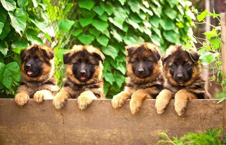 four cute german shepherd puppies