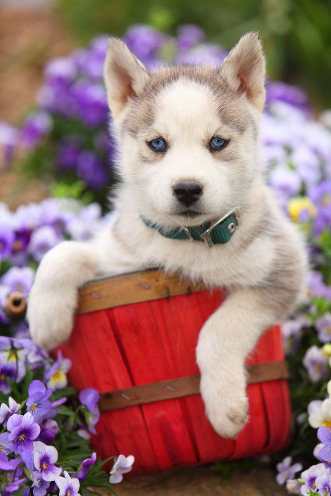 beautiful husky puppy